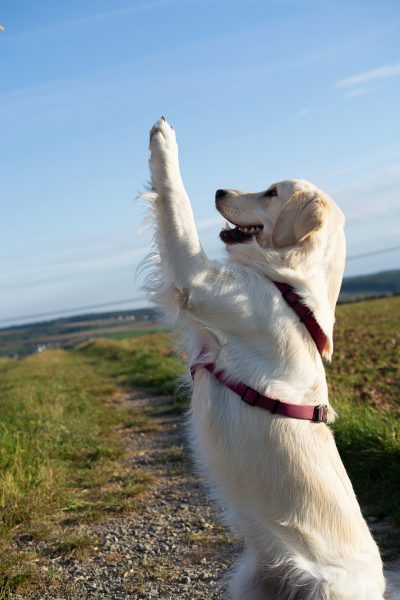 29aa422adcac5dee8e1efa01a1e45809